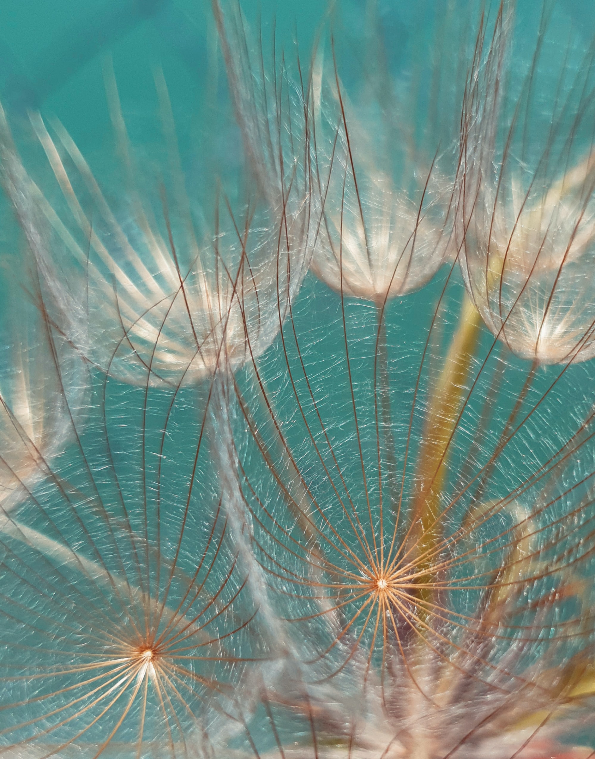 Dandelion Blue